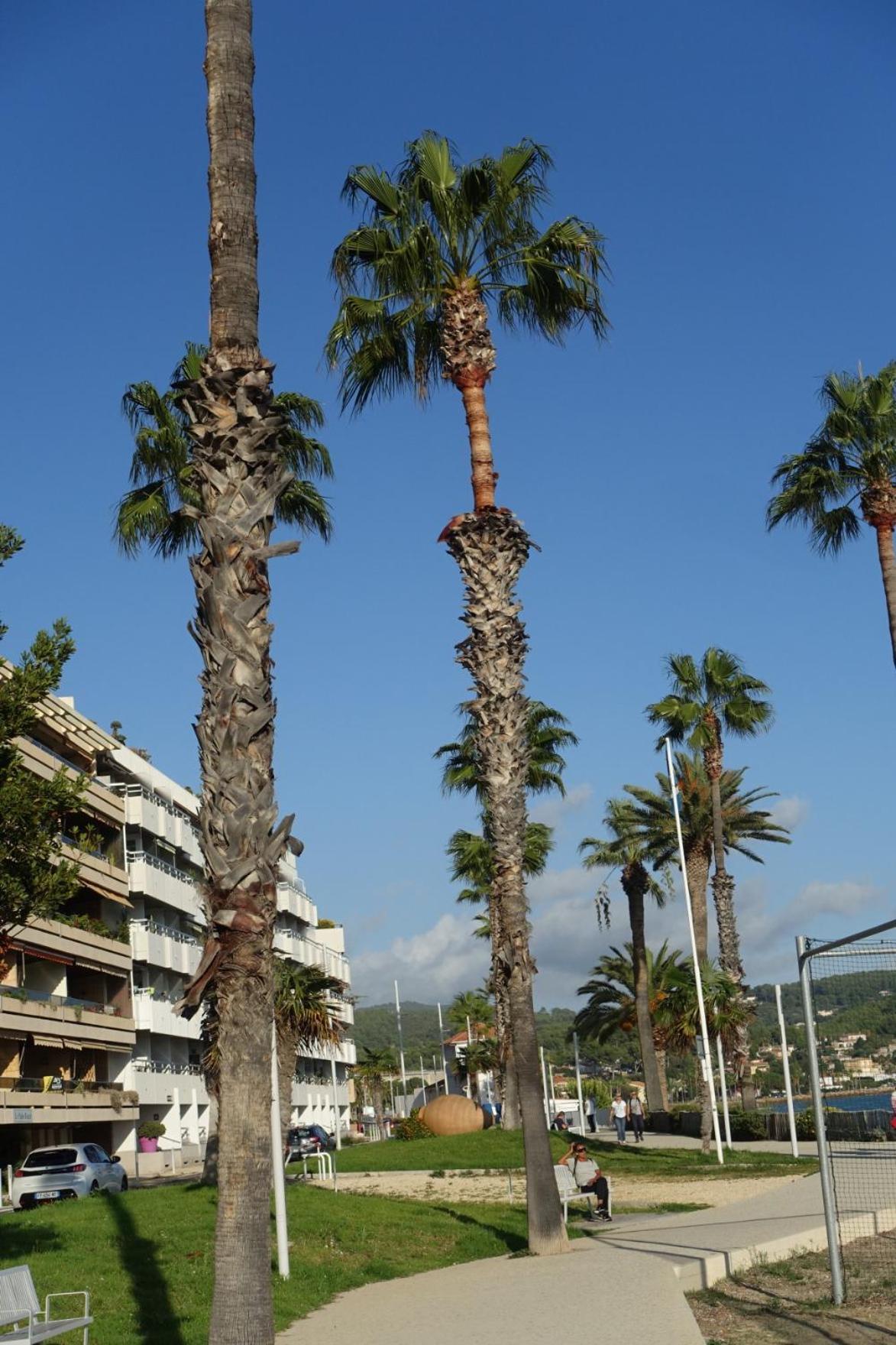 Les Jardins De Bandol, Piscine Privee, Belle Vue Mer Eksteriør billede